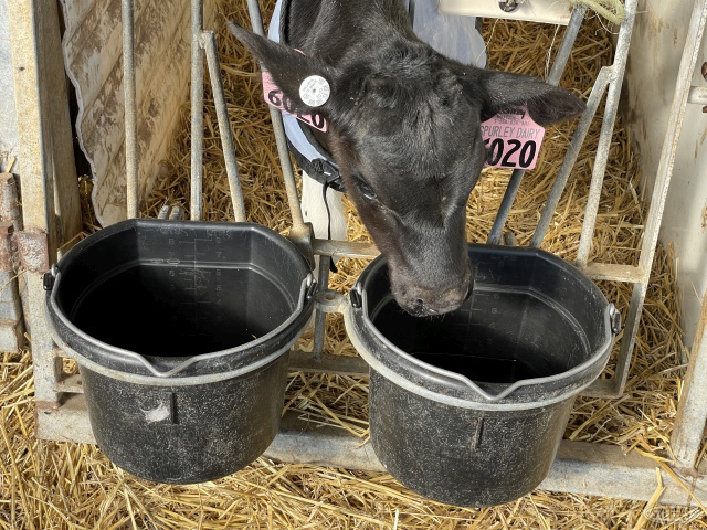 (16 Head) Holstein heifers